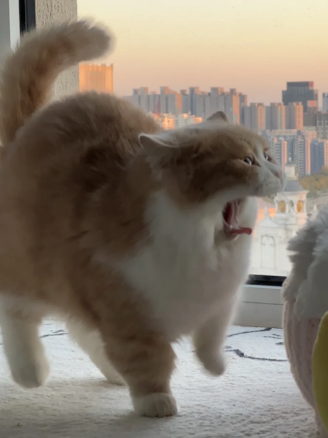 If I hadn't captured this scene, I would regret it for the rest of my life!