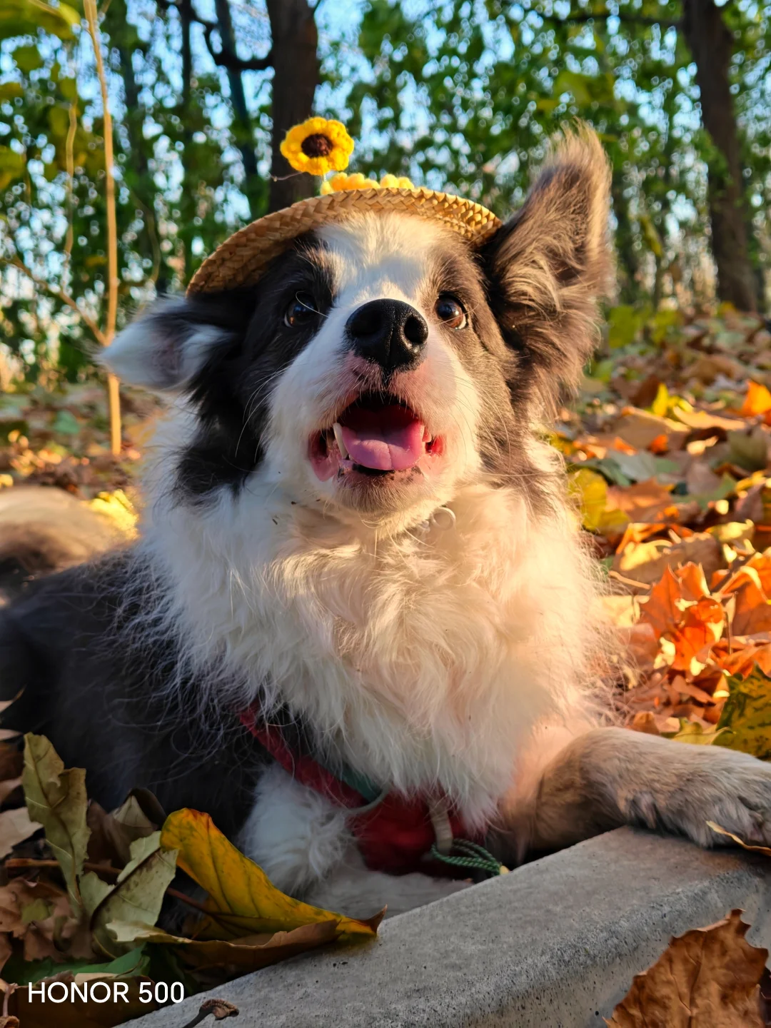 People and dogs registered for 4Klive at Springfield Flower Kindergarten today