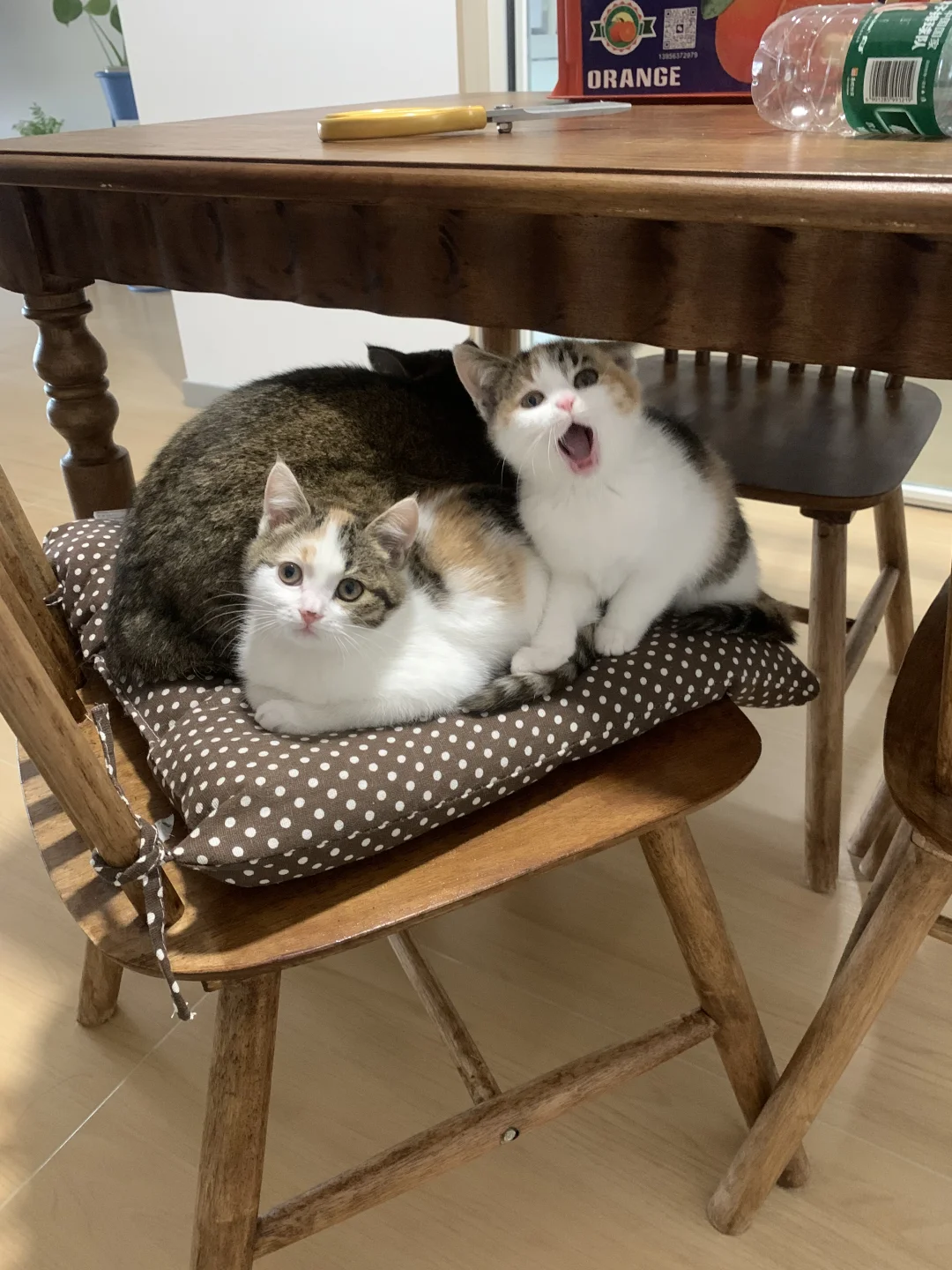 Swipe left and watch the twin daughters grow up!