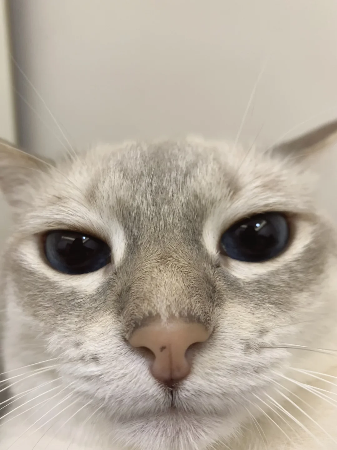 The kitten's makeup is done, send a kitten book