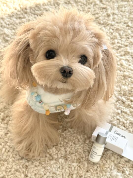 ♡ཾ Little dog's love ᐝ꙳