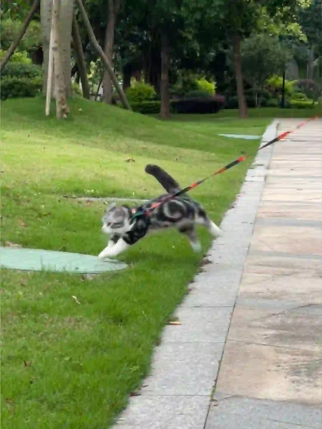 勇敢的小猫先享受春天:herb::tulip::butterfly: