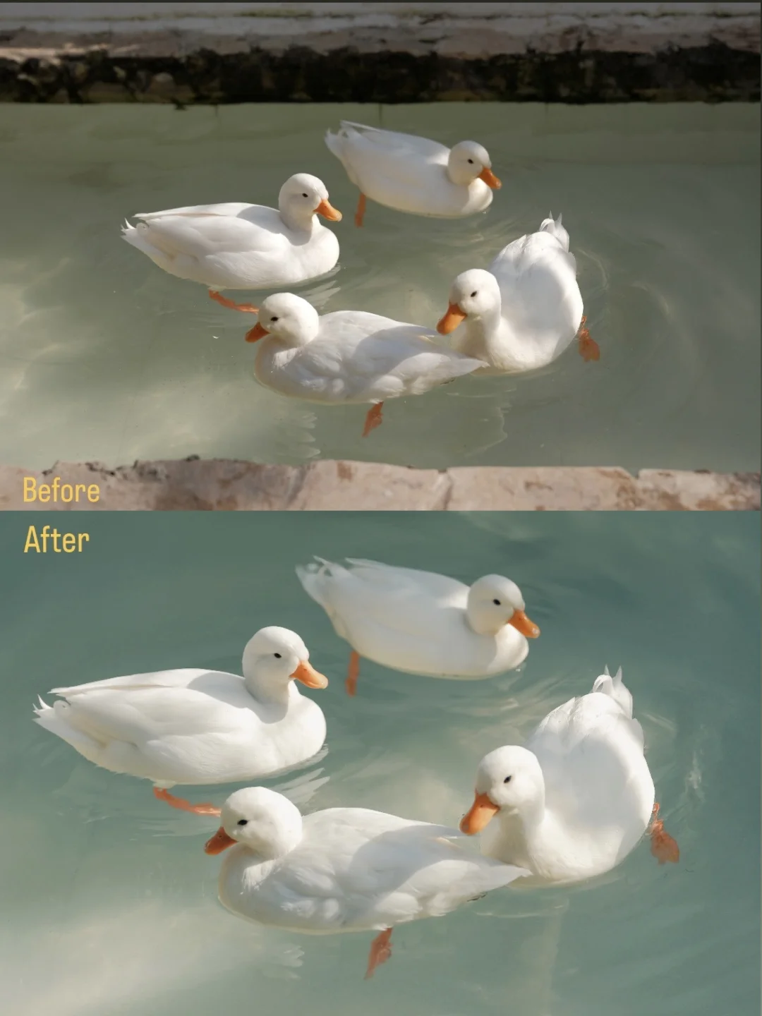 Clear and transparent oil painting style duck retouching tutorial